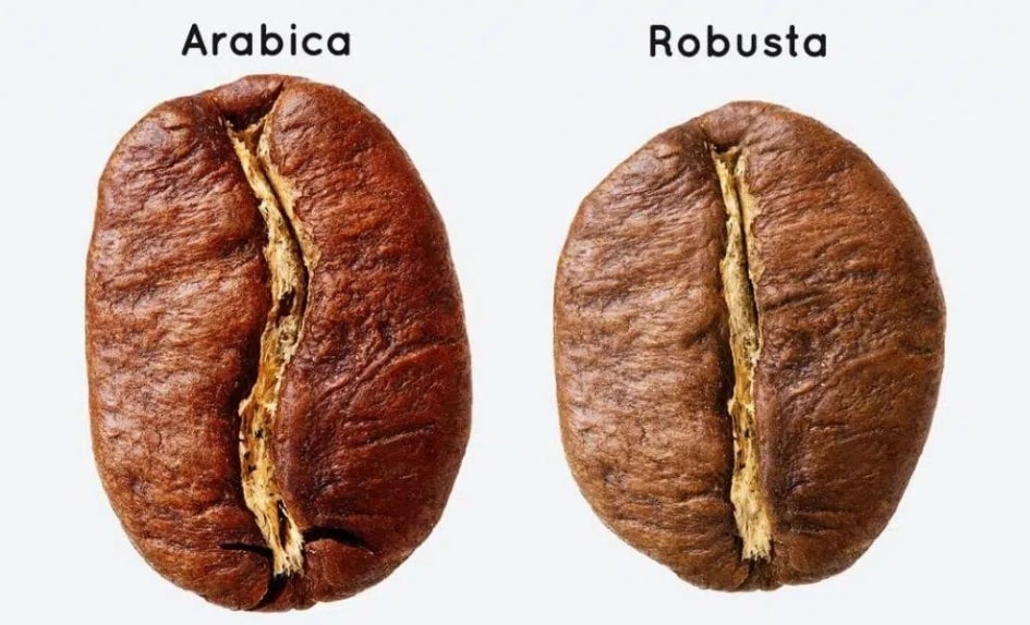 Arabica nebo Robusta_3-min